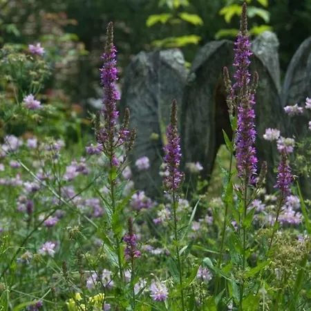 Birkensicht Daire Herrischried